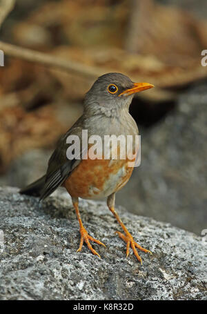 Island (turdus poliocephalus erythropleurus) adulte perché sur l'île Christmas rock, Australie Banque D'Images