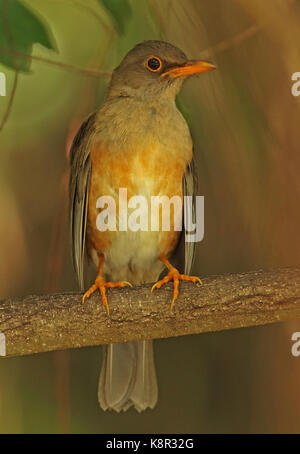 Island (turdus poliocephalus erythropleurus) adulte perché sur l'île de noël, direction générale de l'Australie Banque D'Images