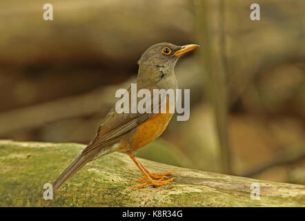 Island (turdus poliocephalus erythropleurus) adulte perché sur l'île de noël journal, Australie Banque D'Images