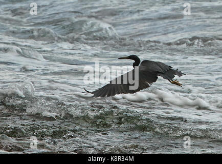 Les récifs du Pacifique egret (egretta sacra sacra) phase adulte en vol au dessus de la mer l'île de noël, Australie Banque D'Images