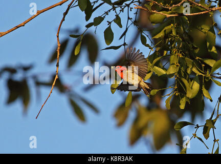 Scarlet-dirigé flowerpecker (dicaeum trochileum trochileum) mâle adulte en vol transportant le gui berry np bali barat, Bali, Indonésie j Banque D'Images