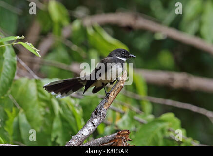 Pied de la sonde (rhipidura fantail javanica javanica) adulte perché sur branche morte bali barat np, Bali, Indonésie juillet Banque D'Images
