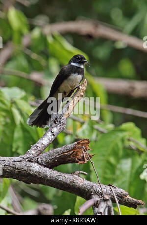 Pied de la sonde (rhipidura fantail javanica javanica) adulte perché sur branche morte bali barat np, Bali, Indonésie juillet Banque D'Images