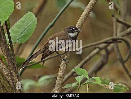 Pied de la sonde (rhipidura fantail javanica javanica) adulte perché sur bali barat direction np, Bali, Indonésie juillet Banque D'Images