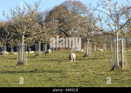 Noyer commun (Juglans regia) verger, les jeunes arbres arbre avec du fil de protections et des moutons paissant, tincleton, Dorset, Angleterre, novembre Banque D'Images