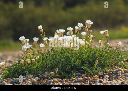 Bouquet de fleurs sur la mer (Silene maritima) le bardeau à abbotsbury, plage de Chesil, dorset, uk, mai Banque D'Images