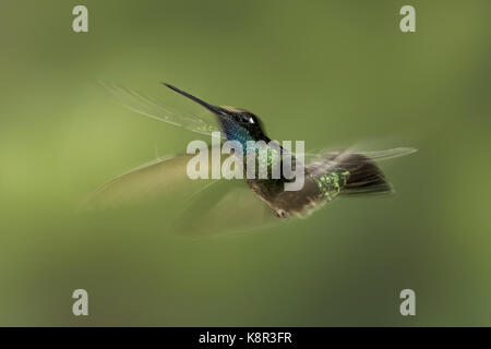 Hummingbird (magnifique), Eugene fulgens planant masculin, montagnes de Talamanca, Costa Rica, juillet Banque D'Images