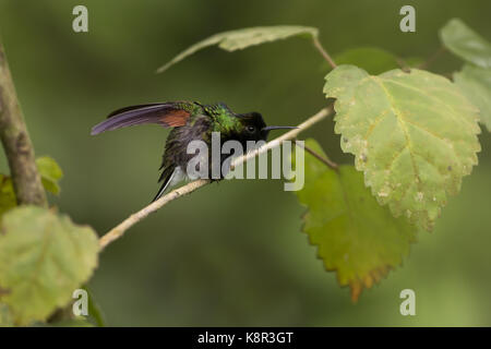 Colibri à ventre noir (eupherusa nigriventris), homme d'étirement, le Costa Rica, juillet Banque D'Images
