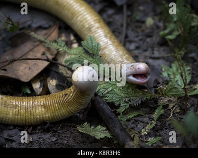 Amphisbaena géant, aka ver géant-lizard (Amphisbaena alba), en position de défense, Amazonas, Brésil, juin Banque D'Images