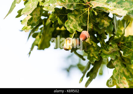 Les glands brun mûres poussant sur un arbre. libre shot, vert fond lisse. Banque D'Images