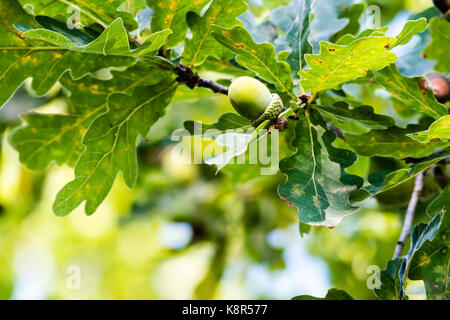 Les glands vert non mûres poussant sur un arbre. libre shot, vert fond lisse. Banque D'Images