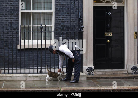 Larry le chat de Downing Street, à l'extérieur n10 Downing street, chef du bureau du cabinet à mouser, Central London, England, UK Banque D'Images