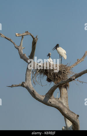 Pantanal brésilien - jabiru Banque D'Images