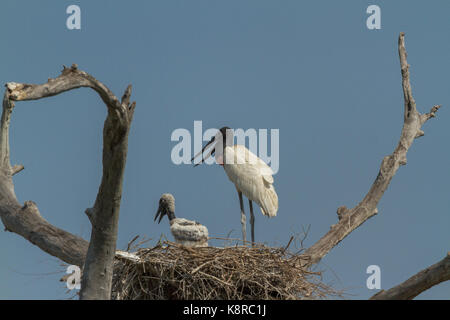 Pantanal brésilien - jabiru Banque D'Images