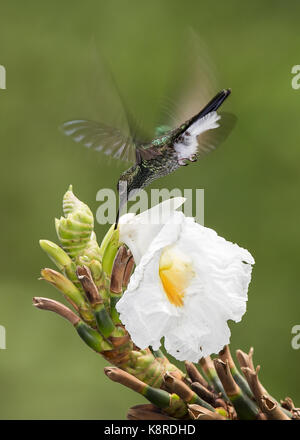Ventilé blanc (chalybura buffonii plumeleteer), capturer les insectes sur fleur, Gamboa, Panama, juillet Banque D'Images