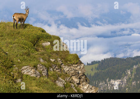 Chamois (Rupicapra rupicapra), adulte debout sur la pente, Wang, Oberland Bernois, Suisse, août Banque D'Images