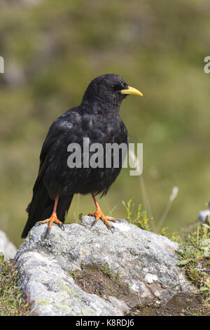 Alpine chough Pyrrhocorax graculus) (adultes, debout sur rock, gemmenalphorn, Oberland Bernois, Suisse, août Banque D'Images