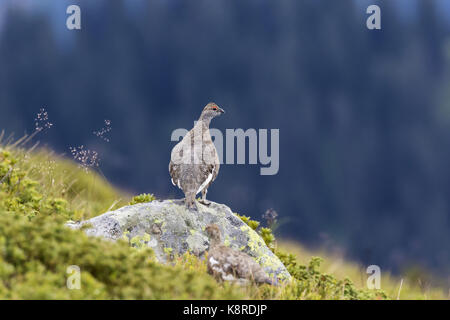 Le lagopède alpin (Lagopus muta), mâle adulte debout sur rock, Wang, Oberland Bernois, Suisse, août Banque D'Images