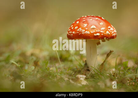 Agaric fly (Amanita muscaria) organe de fructification, de plus en plus parmi les feuilles mortes dans les forêts du sud, Norfolk, Royaume-Uni. septembre. Banque D'Images