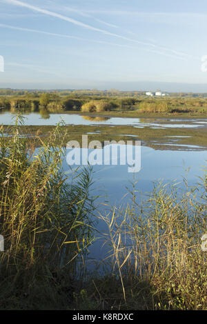 Roseau commun (phragmites australis) et de l'habitat roselière vasière, croissant sur l'emplacement de l'ancienne mine de charbon à ciel ouvert, st. aidans réserve RSPB, West Yorkshire, Banque D'Images