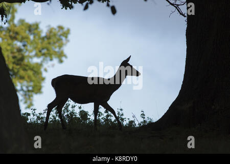 Red Deer (Cervus elaphus) Hind, silhouetté en vertu de l'arbre, studley royal, North Yorkshire, Angleterre, octobre Banque D'Images