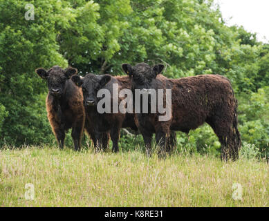 Trois bovins galloway dans un champ, Dumfries, en Écosse. Banque D'Images