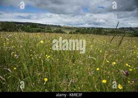 Fleur sauvage grass meadow, longnor, Staffordshire. Banque D'Images