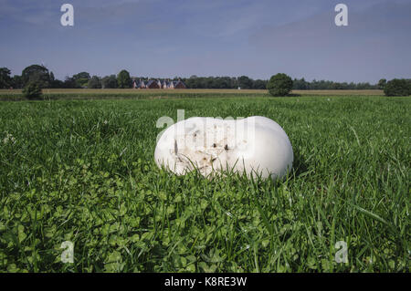 Vesse-de-géant dans une prairie d'herbe, Cheshire. Banque D'Images