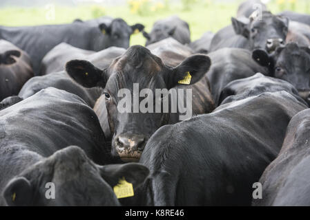 Close-up Aberdeen Angus bouvillons et génisses croisées à 26 à 29 mois dans la pluie, Macclesfield, Cheshire. Banque D'Images