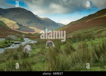 Gatesgarthdale beck, Honister Pass, Keswick, Cumbria, lake district. Banque D'Images