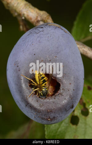 Guêpe commune (Vespula Vulgaris) à l'intérieur de l'alimentation, de prune, de Monmouth au Pays de Galles, septembre Banque D'Images