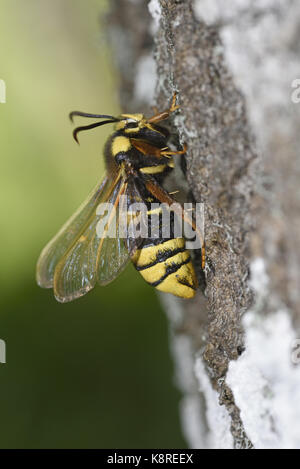 Sésie du Hornet (sesia apiformis) femelle sur tronc d'arbre, sur le point de prendre la fuite, l'Estonie, juillet Banque D'Images