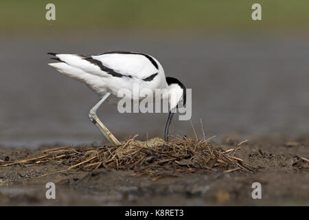 Avocette d'eurasie (Recurvirostra avosetta) adulte, tourner Easter eggs, Suffolk, Angleterre, avril Banque D'Images