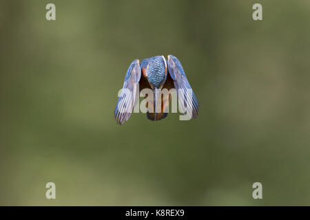 Kingfisher (Alcedo atthis commune) mâle adulte, en vol, planant, Suffolk, Angleterre, mai Banque D'Images