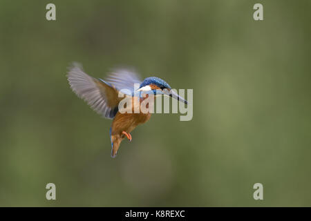 Kingfisher (Alcedo atthis commune) mâle adulte, en vol, planant, Suffolk, Angleterre, mai Banque D'Images