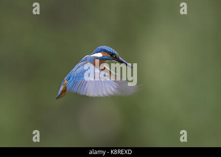 Kingfisher (Alcedo atthis commune) mâle adulte, en vol, planant, Suffolk, Angleterre, mai Banque D'Images