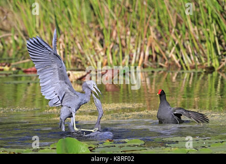 Little blue heron (Egretta caerulea), deux adultes, avec des combats (gallinula galeata gallinule cachinnans) Floride, États-Unis Banque D'Images