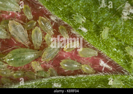 Serre puceron, Aulacorthum solani, colonie sur le bouton floral d'une plante d'hibiscus Banque D'Images