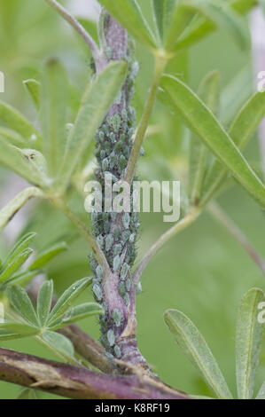 Les pucerons de lupin, macrosiphum albifrons, infestation sur les pousses apicales et tige d'un jeune arbre lupin, Lupinus arboreus, une plante grave sucer nuisible au sp Banque D'Images