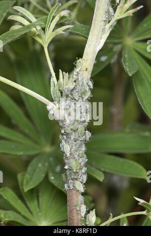 Les pucerons de lupin, macrosiphum albifrons, infestation sur les pousses apicales et tige d'un jeune arbre lupin, Lupinus arboreus, une plante grave sucer nuisible au sp Banque D'Images