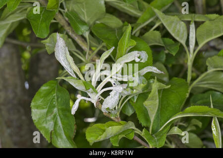 L'oïdium primaire, Podosphaera leucotricha, infection sur les jeunes feuilles d'un pommier, Berkshire, mai Banque D'Images