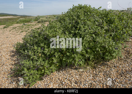 La morelle douce-amère, woody ou solanum dulcamara, plantes poussant dans les galets de plage de Chesil, dorset, mai Banque D'Images