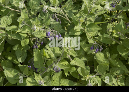 La morelle douce-amère, woody ou solanum dulcamara, plantes poussant dans les galets de plage de Chesil, dorset, mai Banque D'Images