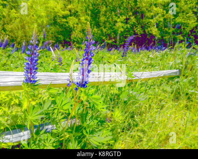 Résumé photo du cadran solaire bleu, Lupin Lupinus perennis, manipulé dans les logiciels d'apparaître comme une aquarelle. Banque D'Images