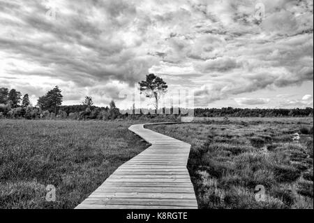 Promenade en bois au marais avec moody sky Banque D'Images