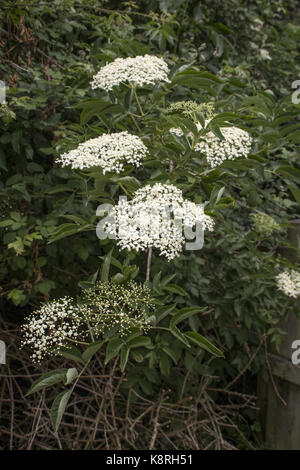 Noir européen ancien (sambucus nigra) en fleurs, au printemps. Banque D'Images