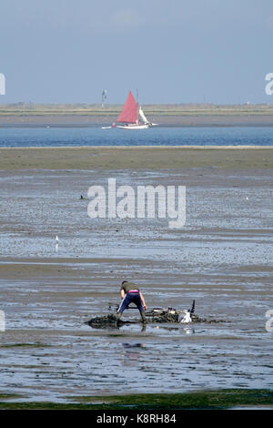 Pour creuser ou lugworm sandworm (Arenicola marina) à South swale, Kent. à l'égard de l'île de sheppey. Banque D'Images