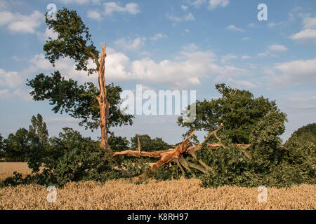 Arbre de chêne endommagé la foudre à la suite d'éclair Banque D'Images