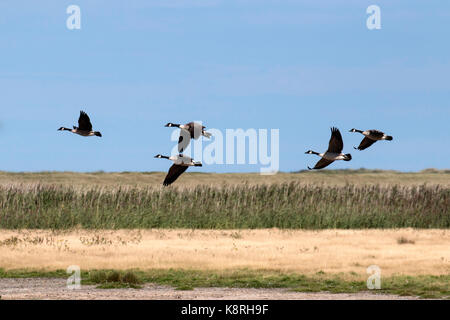 Les bernaches du Canada survolant deepdale marsh Norfolk. Banque D'Images