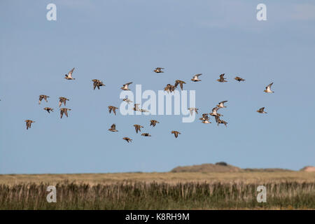 Pluvier bronzé battant la fin de l'été,deepdale marsh Norfolk Banque D'Images